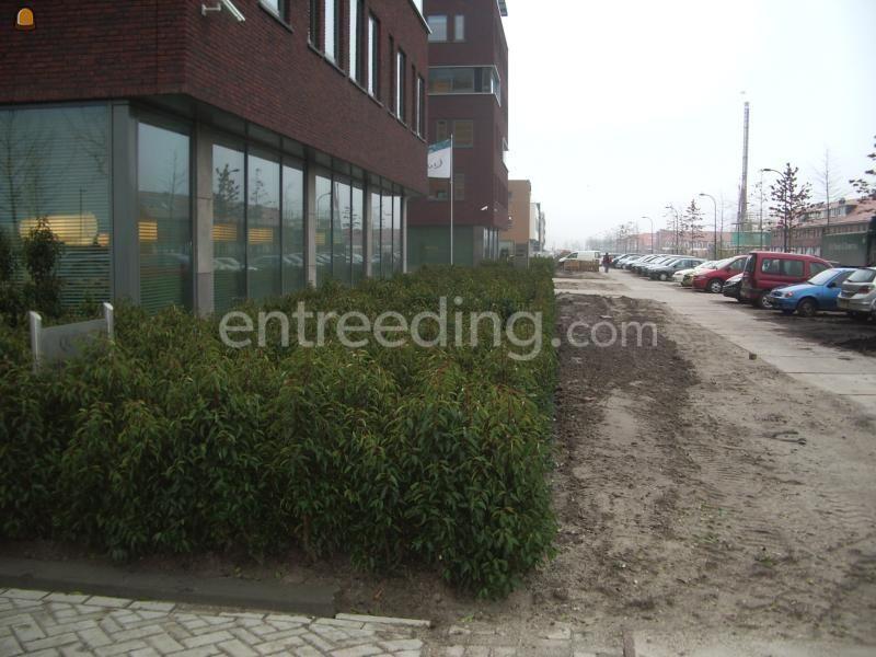 Groenaanleg, onderhoud en omgevingswerken 