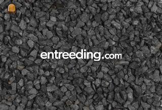 Siergrind diverse soorten Omgeving Brugge