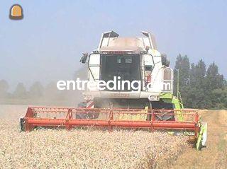 Claas Lexion 460 Omgeving Steenbergen