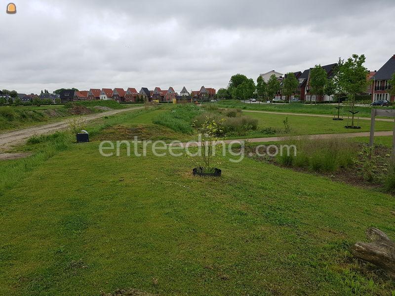 Hovenierswerkzaamheden