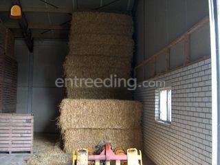 Verkoop hooi en stro Omgeving Hoekse Waard