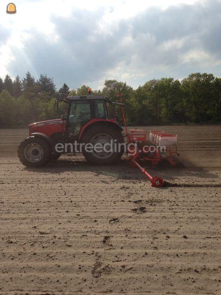 MF 6460 mais zaaimachine Gasperado