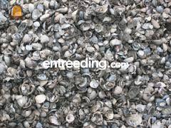 Kleischelpen Omgeving Schagen