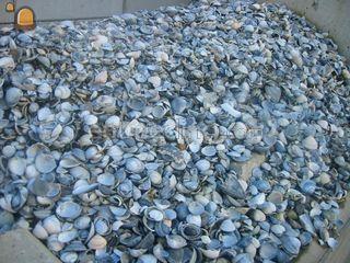 Schone Schelpen Omgeving Schagen