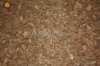 franse boomschors  Omgeving De Drechtsteden