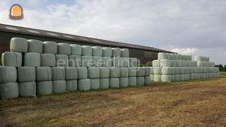 Midi-balen hooi (midibale... Omgeving Roosendaal