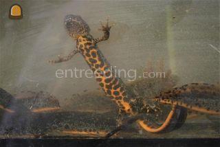 ecologische onderzoek Omgeving Sliedrecht