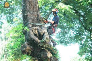 boomklimmers Omgeving Den Haag