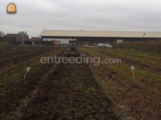 Celli 1.80m Omgeving Culemborg