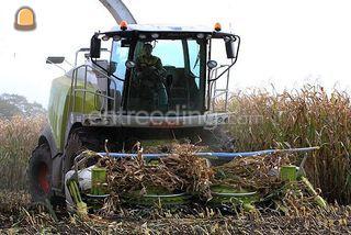 Claas Jaguar 930 Omgeving Oosterwolde