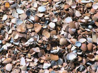 Gewassen Schelpen Omgeving De IJsselsteden