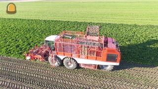 Vervaet Beet Eater Omgeving Goes