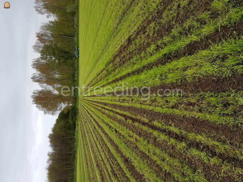 Strokenfrees/maïszaaien