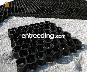 Trudidal grasplaat - grin... Omgeving Gent