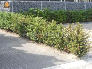 tuinaanleg - groenaanleg ... Omgeving Dendermonde, Berlare, Uitbergen,