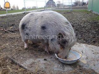 Bedrijfsvarken: Babe Omgeving Den Haag