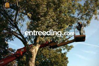 Stihl 036 Omgeving Den Haag