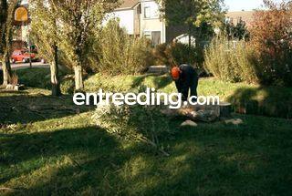 Stihl 020 Omgeving Den Haag